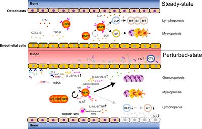 Immuno-Modulation of Hematopoietic Stem and Progenitor Cells in Inflammation